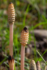 Equisetum arvense, the field horsetail or common horsetail, is an herbaceous perennial plant of the family Equisetaceae. Horsetail plant Equisetum arvense