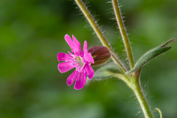 Red Campion, Silene dioica, growing wild on the banks of the River Wansbeck , Northumberland in the North East of England. A fully opened flower is shown next to unopened buds and blurred background