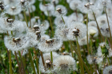 Dandelion field. A lot of dandelion. Glade of dandelions juicy green summer lightness. Macro dandelions. Close dandelions. Summer dandelions