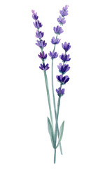 Obraz premium Logo and lavender branch. Flowers on isolated white background, watercolor illustration