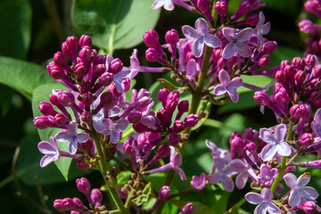 A branch of lilac lilac on a background of green leaves. Spring