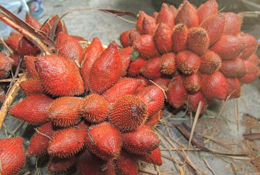 salacca tropical fruit planted in Thailand, zalacca is local traditional Thai fruit