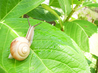 緑の植物とカタツムリ
