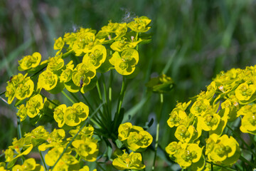 Cypress spurge - Euphorbia cyparissias spring flowering herb