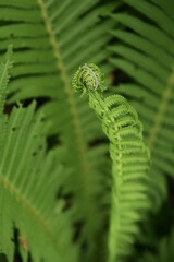 クサソテツ・山菜のコゴミ