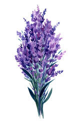 Obraz premium Lavender flowers, bouquet of lavender flower on isolated white background, watercolor illustration