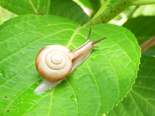 カタツムリとアジサイ