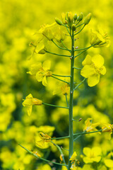 Obraz premium Rapeseed field, Blooming canola flowers close up. Rape on the field in summer. Bright Yellow rapeseed oil. Flowering rapeseed