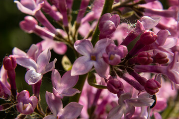 A branch of lilac lilac on a background of green leaves. Spring