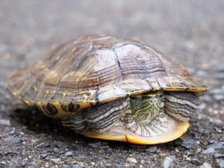 甲羅に引っ込んでいるミドリガメ