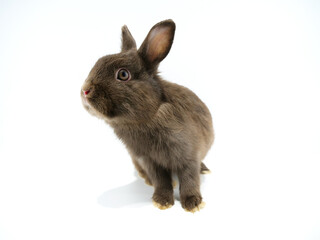 Obraz premium 前に身を乗り出したウサギ