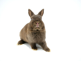 正面から見たウサギ