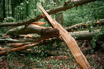 Closeup of a fallen tree in the forest with a cracked tree trunk after a heavy storm in Europe