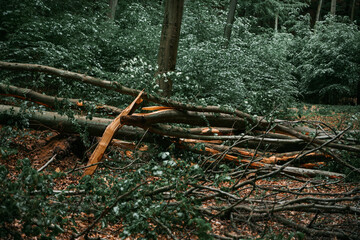 Closeup of a fallen tree in the forest with a cracked tree trunk after a heavy storm in Europe