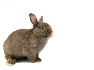 こげ茶色のネザーランドドワーフ