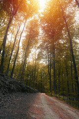 Fototapeta premium Empty road in woods in autumn. Macro photo of an empty pathway in the forest. Indian summer in the forest.