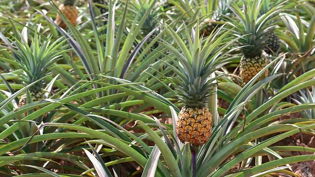Fresh pineapples in the organic plantation farm