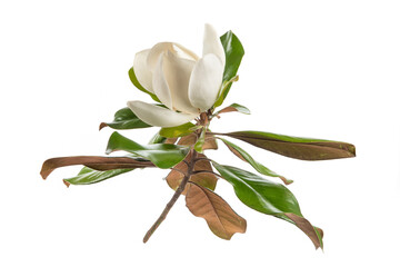 a branch of white Southern magnolia flower bloosm with leaf  on white background