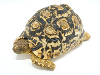 1匹のヒョウモンリクガメ