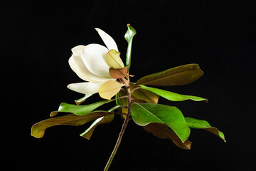 Southern magnolia flower bloosm with leaf on black background © zhikun sun