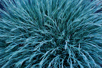 Fototapety  Green plant. The fescue is blue. Gray grass.