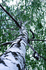 Fototapeta premium Birch bark. Birch tree, branches and leaves of the tree. Summer