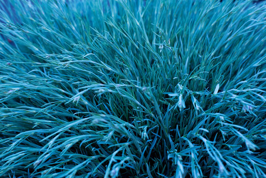 Green plant. The fescue is blue. Gray grass.