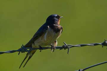 swallow