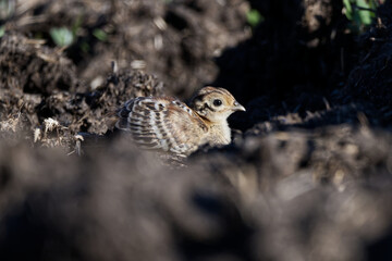 Pheasant chick