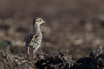 Pheasant chick