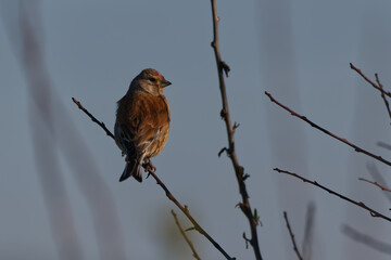 male linnet