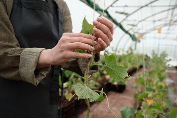 Hands of woman gardener caring of cucumber plants in greenhouse at summer
