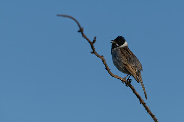 Male reed bunting