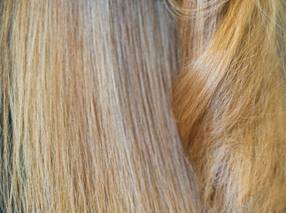 Naklejka premium Beautiful healthy fair blond hairs