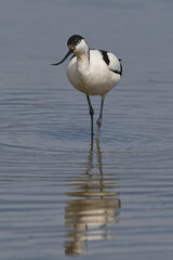 Avocet