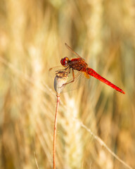 Red dragonfly (sympetrum) on a poppy in a wheat field