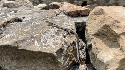 Lizard on the stone