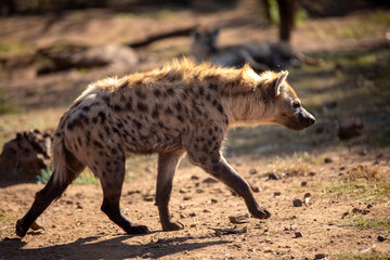 Hyena stealthily stalking her prey in the hot African savannah of South Africa.