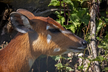  portrait d'un sitatunga dans un zoo 