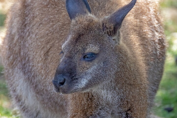 Fototapeta premium portrait d'un wallaby dans un zoo 