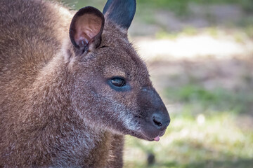 portrait d'un wallaby dans un zoo 