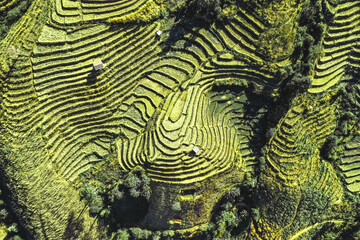 Ban Pa Pong Piang Rice terraces or Baan Pa Pong Pieng in Doi Inthanon national park, Chiang Mai, Thailand