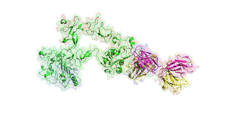 Cetuximab (Erbitux), anticancer antibody (scarlet and yellow), bound to target epidermal growth factor receptor (green), 3D molecule
