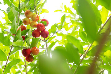 Acerola cherry of thailand on three. Select; focus; Barbados cherry; Malpighia emarginata; high vitamin . Acerola fruit.