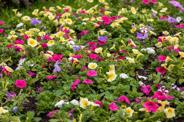  The picturesque flowers blossoms on a bed in the public city square