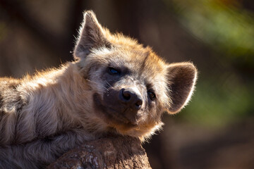 Obraz premium hyena resting from the hot sun of the African savannah on a rock.