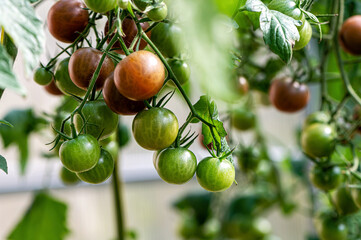 bunches of ripe tomatoes in a greenhouse, tomatoes ripen on a branch in the hothouse, closeup