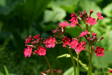 山地に咲くクリンソウの赤い花