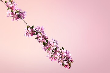 Single  blossom branch with white flowers. Blossom branch with flowers