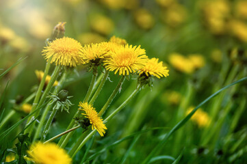 Beautiful flowers of yellow dandelions in nature in warm summer or spring on meadow in sunlight